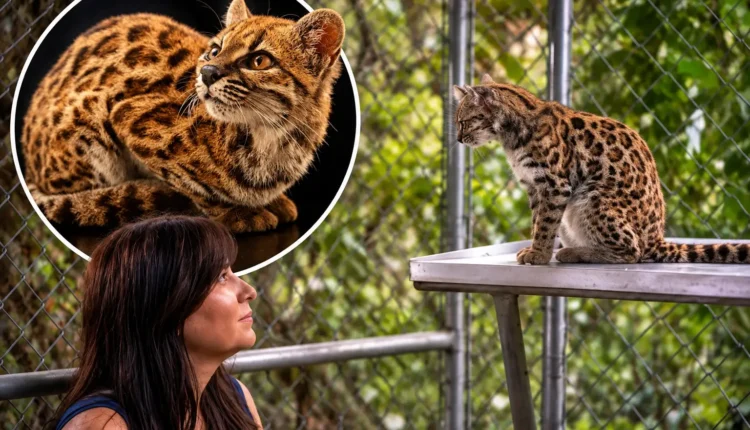 Leopardus tilcayo, a newly identified wild cat species in Bolivia